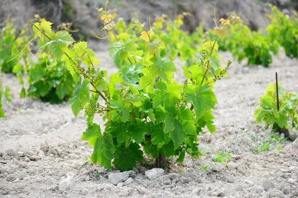 Vinařské Pole Vinařská Plantáž — Stock fotografie