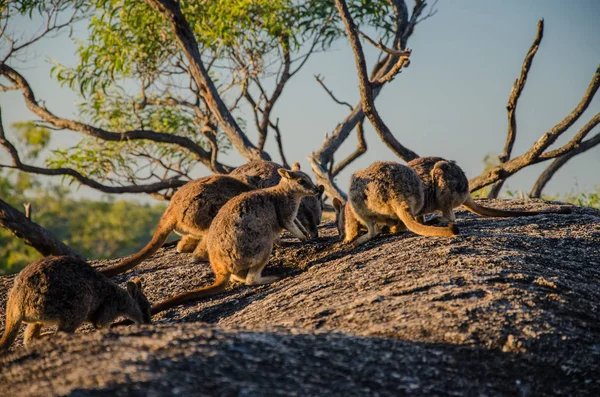 Granit Vadideki Kayada Kangurular Doğa Parkında — Stok fotoğraf