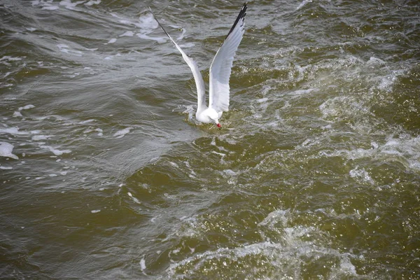 Seagull Seagulls Mar Mediterráneo Dolor — Foto de Stock