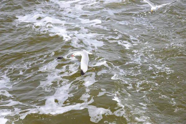 Gaivota Gaivotas Mar Mediterrâneo Espanha — Fotografia de Stock