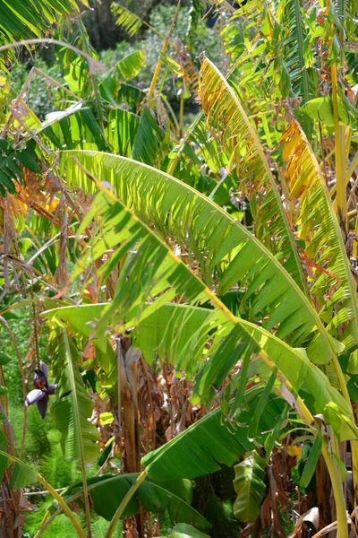 Planta Bananera Con Dolor — Foto de Stock
