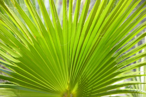 Hojas Palmera Flora Verde — Foto de Stock