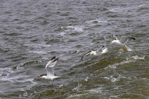 Gaivota Gaivotas Mar Mediterrâneo Espanha — Fotografia de Stock