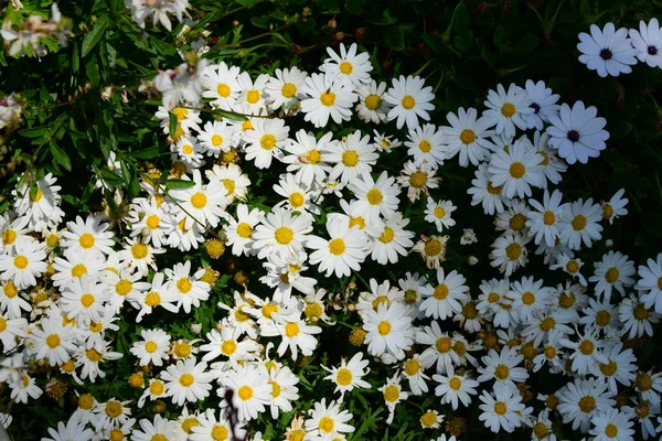 Magaritblomma Spanien — Stockfoto