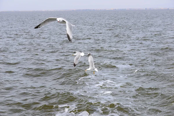 Seagulls Mediterranean Sea Spain — Stock Photo, Image