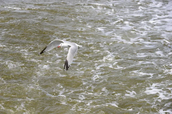 西班牙地中海上的海鸥群 — 图库照片