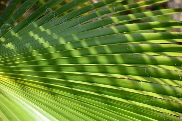 Palm Tree Leaves Green Flora — Stock Photo, Image