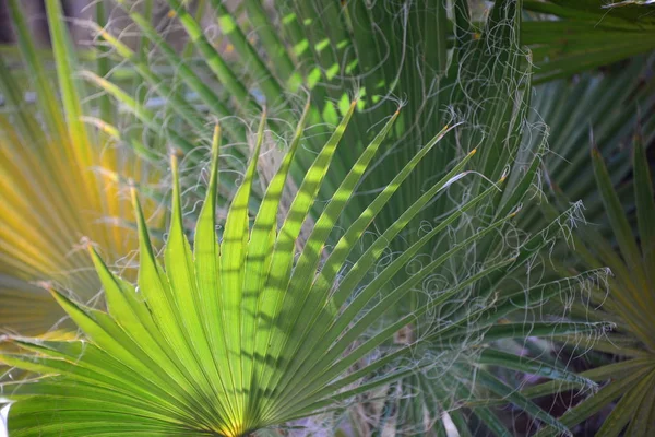 Feuilles Palmier Flore Verte — Photo