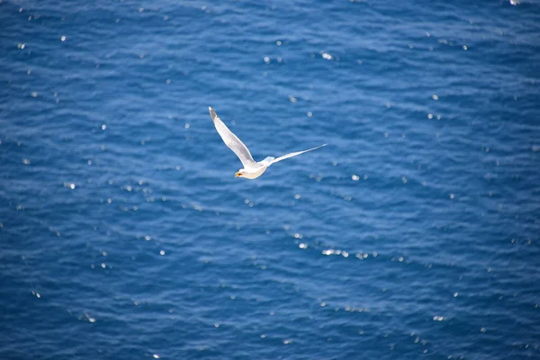 Gaivotas Mar Mediterrâneo Espanha — Fotografia de Stock