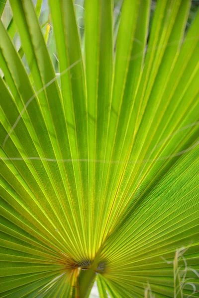 Palm Tree Leaves Green Flora — Stock Photo, Image