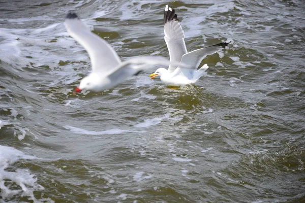 Fiskmåsar Vid Medelhavet Spanien — Stockfoto