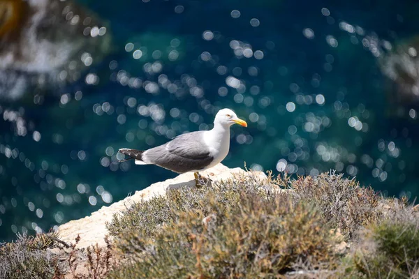 Mouettes Sur Mer Méditerranée Espagne — Photo