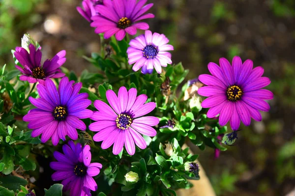 Blomstrande Blommor Blommar Trädgården — Stockfoto