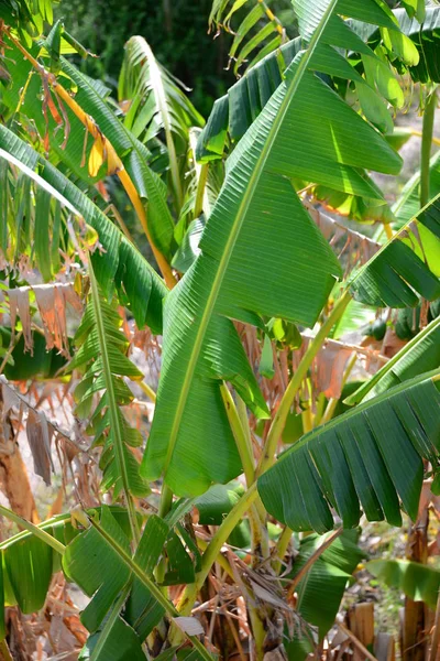 Planta Bananera Con Dolor —  Fotos de Stock