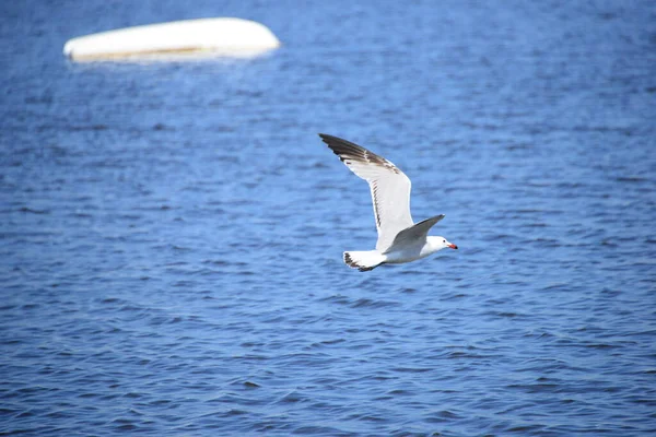 Gaivotas Mar Mediterrâneo Espanha — Fotografia de Stock