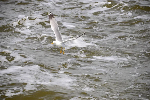 Gaivotas Voadoras Conceito Selvageria — Fotografia de Stock