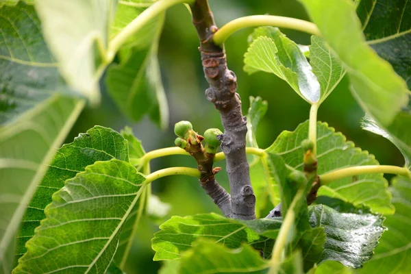 Liście Figowe Drzewo Owocowe Przyrodzie — Zdjęcie stockowe