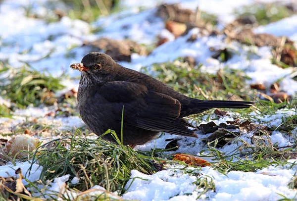 Merula Zoekt Naar Herfstfruit Sneeuw — Stockfoto