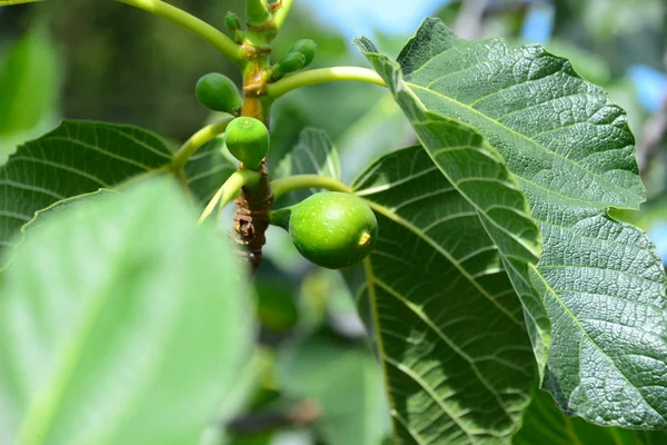 Higuera Hojas Verdes Árbol Frutal — Foto de Stock