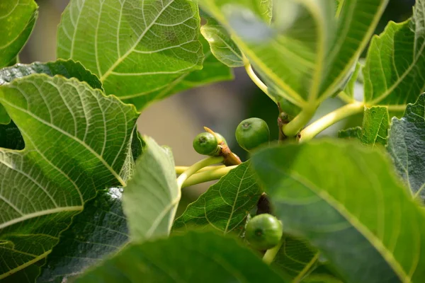 Higuera Hojas Verdes Árbol Frutal — Foto de Stock