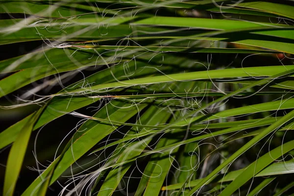 Hojas Palmera Flora Verde —  Fotos de Stock