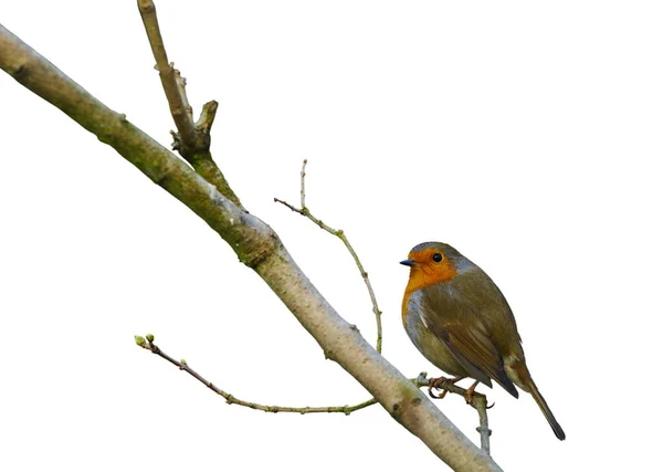 Vogelbeobachtung Niedlicher Vogel Wilder Natur — Stockfoto