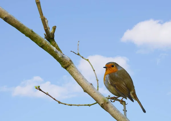 Vista Panorámica Hermoso Pájaro Naturaleza — Foto de Stock