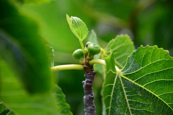 Fig tree leaves, fruit tree in nature