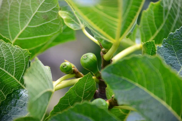 Figueira Folhas Verdes Árvore Frutífera — Fotografia de Stock