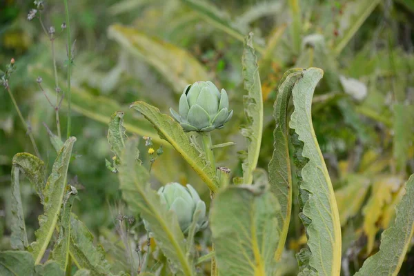 Plantes Artichaut Dans Les Champs Flore Vivrière — Photo