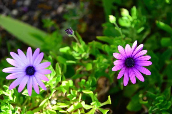 Magarite Flowers Spanien — Stockfoto