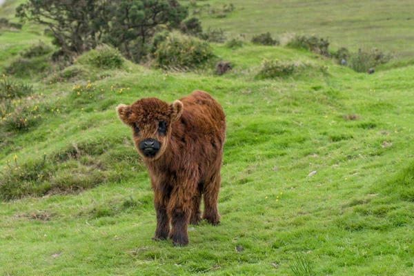 位于康沃尔Bodmin Moor的Colliford湖附近的苏格兰高地小牛犊 免版税图库照片