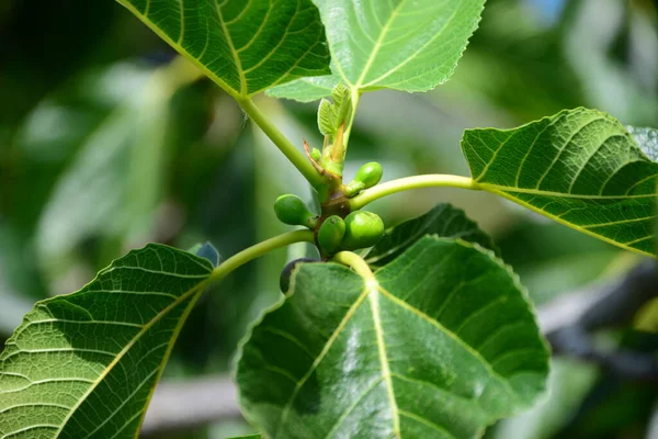 Higuera Hojas Verdes Árbol Frutal — Foto de Stock