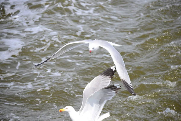 Gaviotas Mar Mediterráneo España —  Fotos de Stock