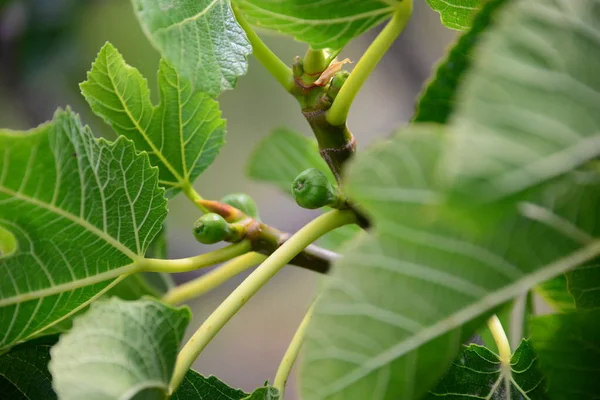 Higuera Hojas Verdes Árbol Frutal — Foto de Stock