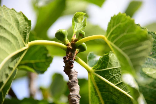 Drzewo Figowe Zielone Liście Drzewa Owocowego — Zdjęcie stockowe