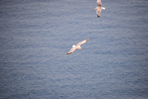 Möwen Auf Dem Mittelmeer Spanien — Stockfoto