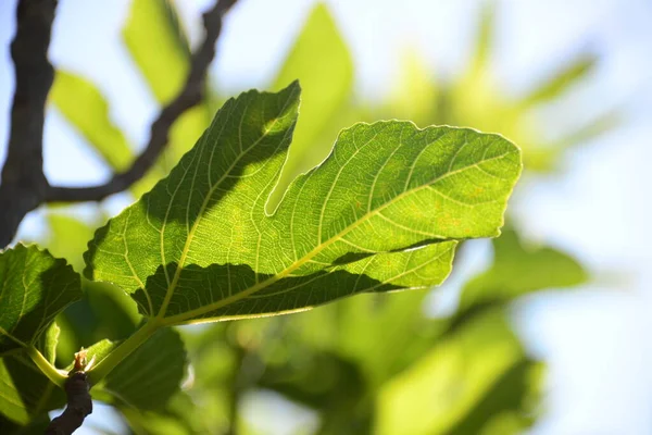 Συκιά Πράσινα Φύλλα Οπωροφόρου Δένδρου — Φωτογραφία Αρχείου