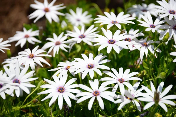 Magarite Flowers Španělsko — Stock fotografie