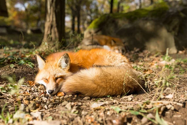 Zwavel Vulpes Vossendier — Stockfoto