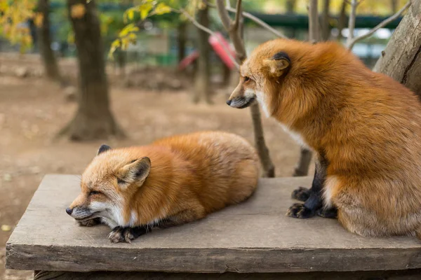 Zwavel Vulpes Vossendier — Stockfoto