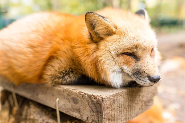 Zwavel Vulpes Vossendier — Stockfoto