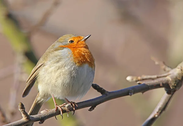 自然の中で美しいロビンの鳥の風景 — ストック写真