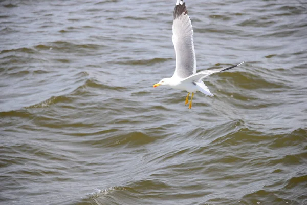 Gaivotas Mar Mediterrâneo Espanha — Fotografia de Stock