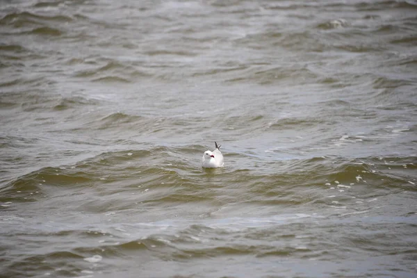 Mouettes Sur Mer Méditerranée Espagne — Photo