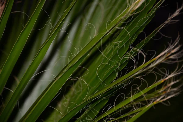 Feuilles Palmier Flore Verte — Photo