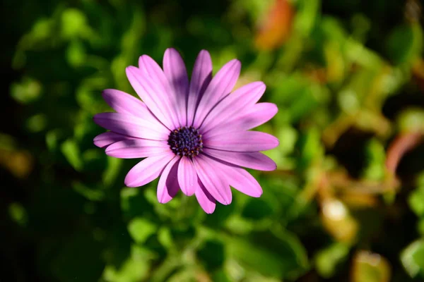 Magarite Bloemen Spanje — Stockfoto