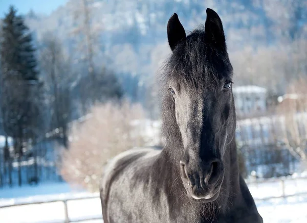 冬天的马 — 图库照片