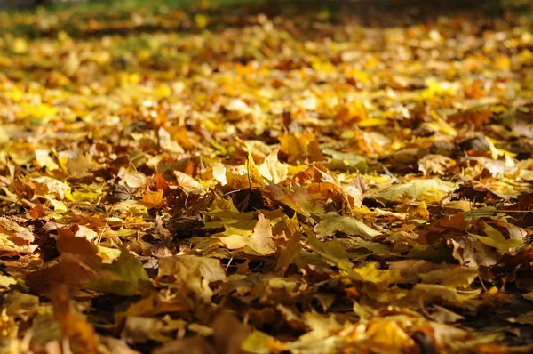 Foglie Acero Cadute Terra — Foto Stock