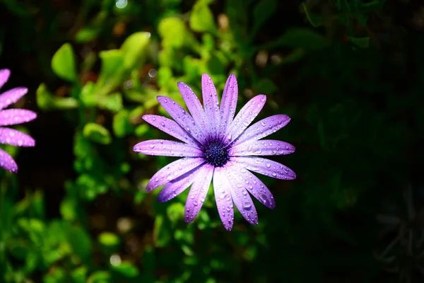 Magarite Flowers Spanien — Stockfoto